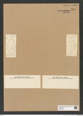 Diatomeae indet. Zeichnungen Sammlung Grunow Nr. 8381 (NHMW-BOT-W0377808)
